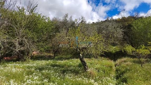 terreno agricolo in vendita a Carrara in zona Fossola