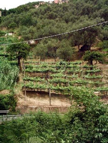 terreno agricolo in vendita a Carrara in zona Fontia