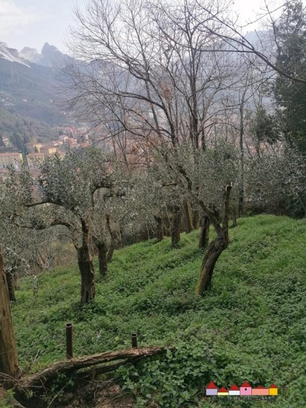 terreno agricolo in vendita a Carrara