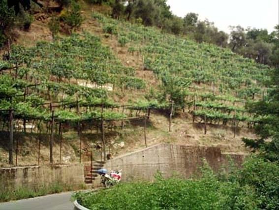 terreno agricolo in vendita a Carrara in zona Fontia