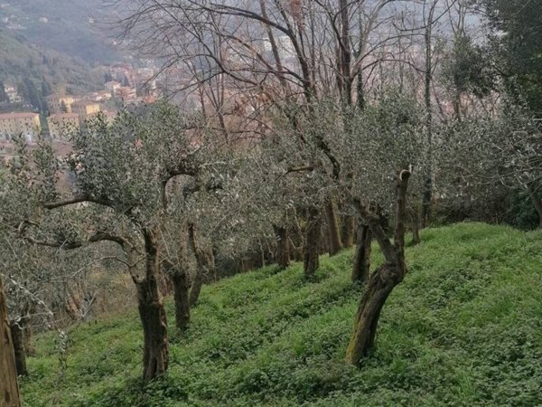 terreno agricolo in vendita a Carrara