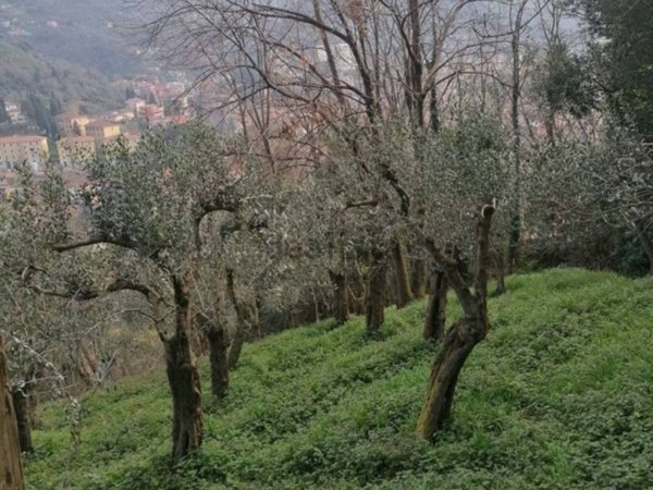 terreno agricolo in vendita a Carrara