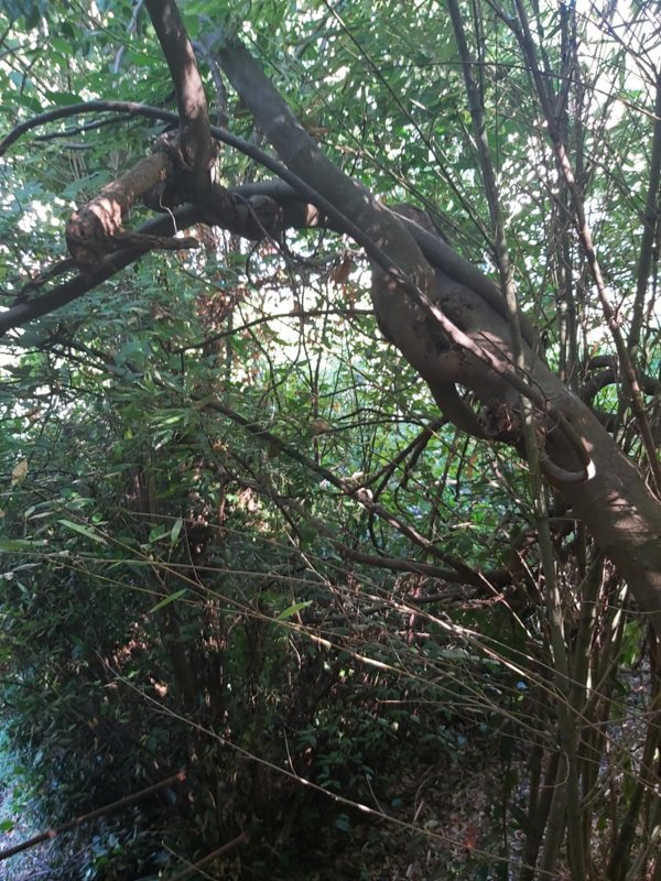 casa semindipendente in vendita a Carrara