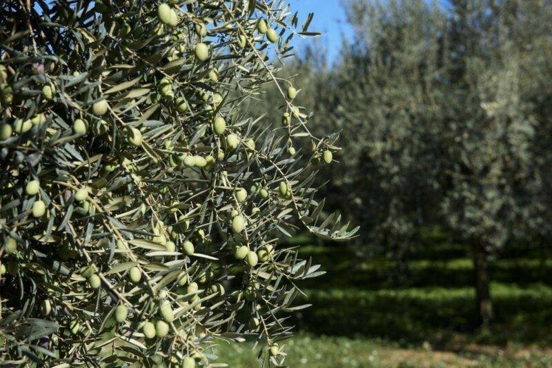 terreno agricolo in vendita a Carrara in zona Marina di Carrara