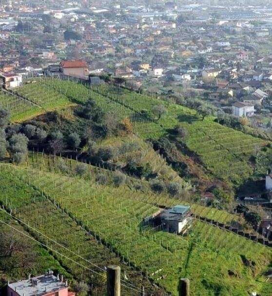 capannone in vendita a Carrara