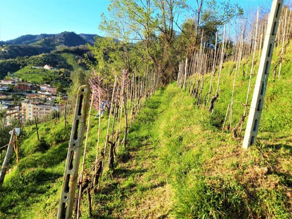appartamento in vendita a Carrara