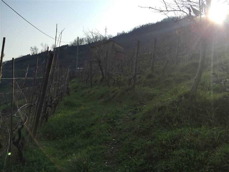 terreno agricolo in vendita a Carrara in zona Monteverde