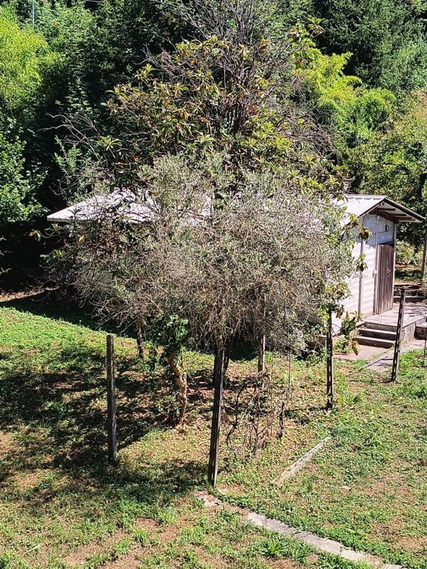 casa indipendente in vendita a Carrara in zona Centro Città