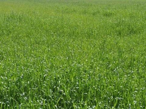 terreno agricolo in vendita a Carrara in zona Marina di Carrara