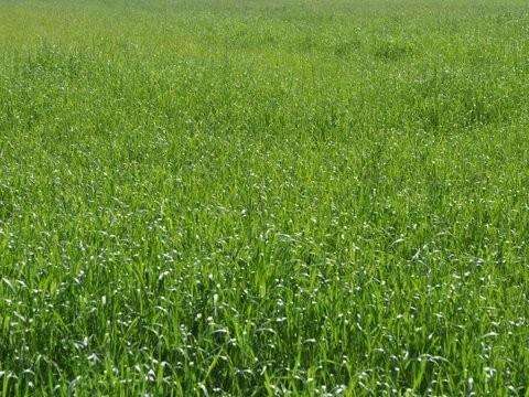terreno agricolo in vendita a Carrara in zona Marina di Carrara