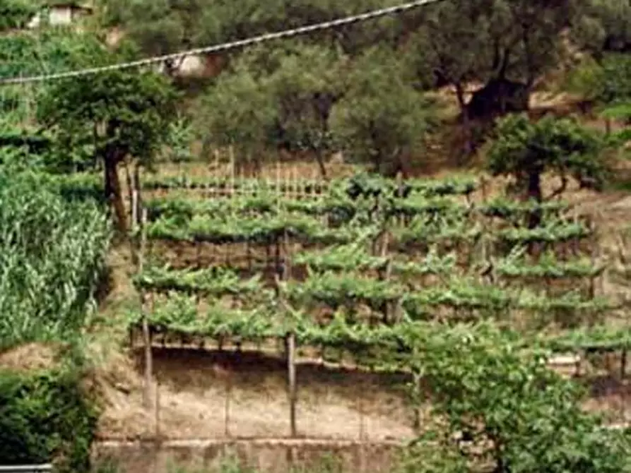 terreno agricolo in vendita a Carrara in zona Fossola