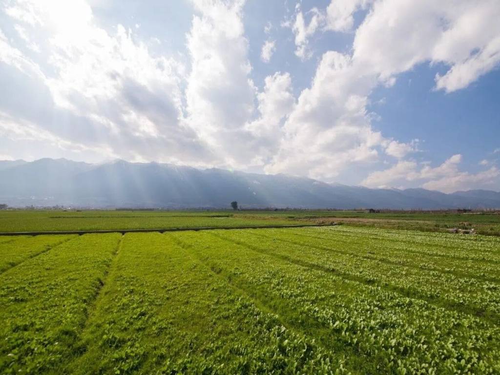 terreno agricolo in vendita a Carrara in zona Avenza