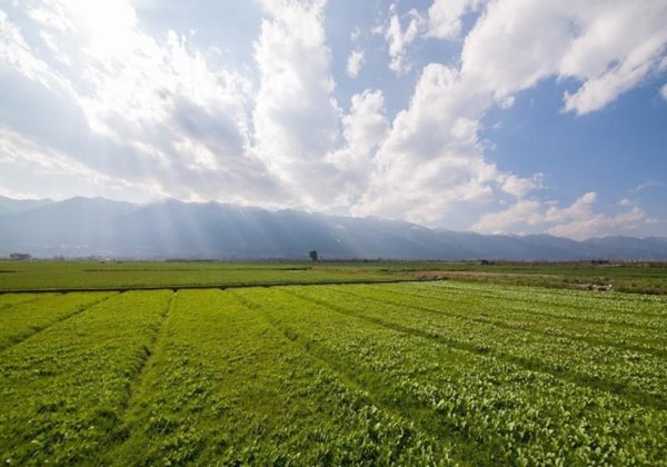 terreno agricolo in vendita a Carrara in zona Marina di Carrara