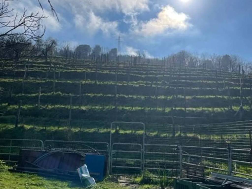 terreno agricolo in vendita a Carrara in zona Bonascola
