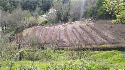 terreno agricolo in vendita a Carrara