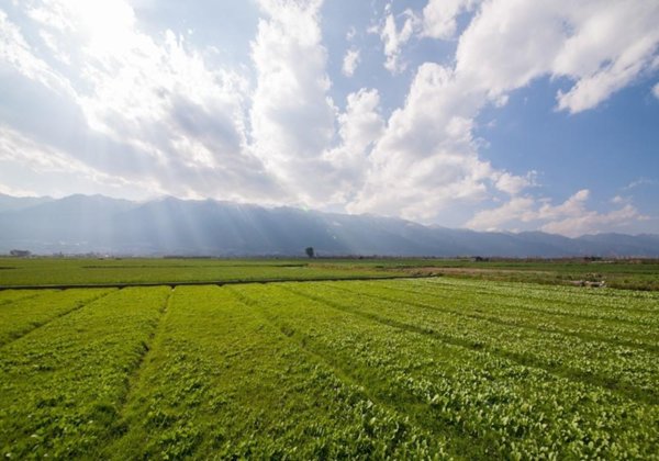 terreno agricolo in vendita a Carrara in zona Battilana