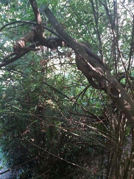 casa semindipendente in vendita a Carrara in zona Centro Città