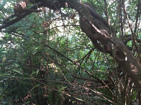 casa semindipendente in vendita a Carrara