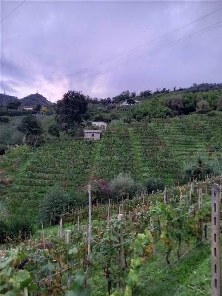 terreno agricolo in vendita a Carrara in zona Bonascola