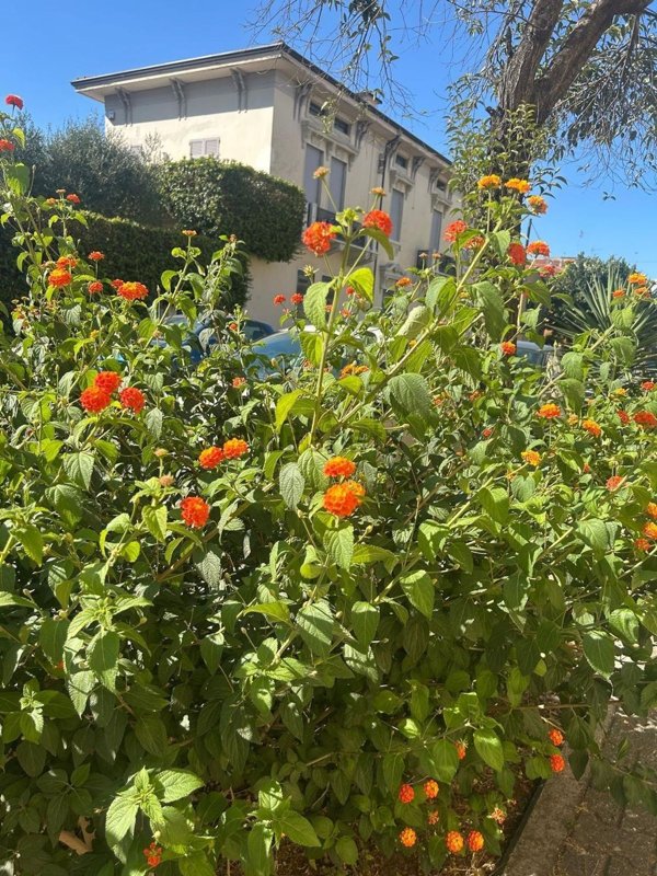 casa indipendente in vendita a Carrara in zona Marina di Carrara