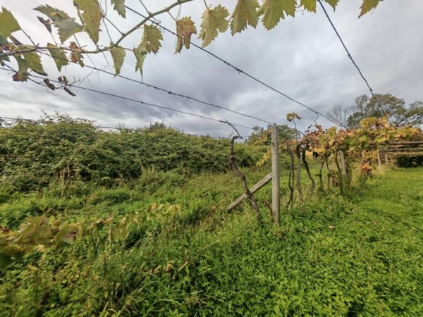 terreno agricolo in vendita a Carrara in zona Avenza