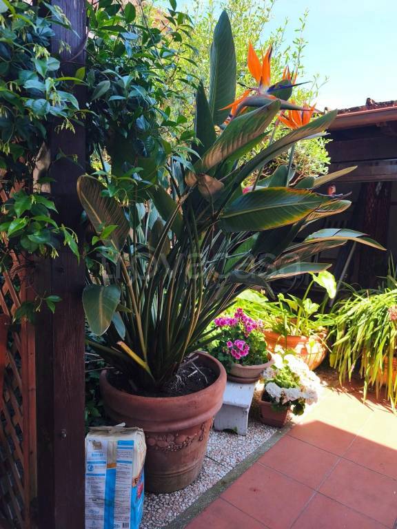 casa indipendente in vendita a Carrara in zona Avenza