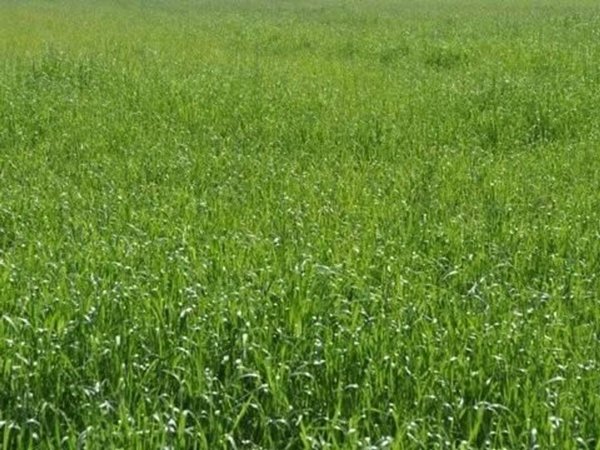 terreno agricolo in vendita a Carrara in zona Marina di Carrara