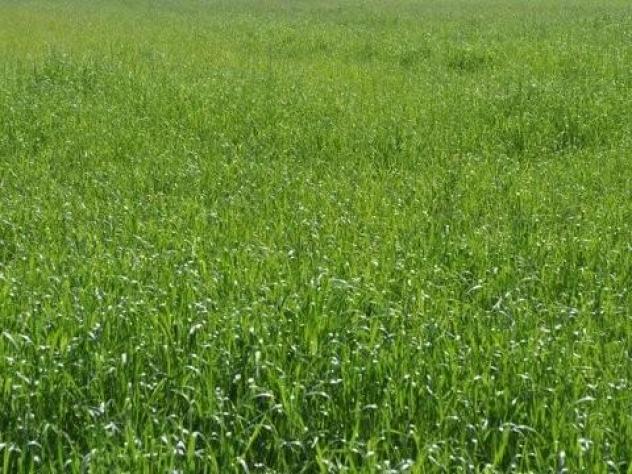 terreno agricolo in vendita a Carrara in zona Marina di Carrara