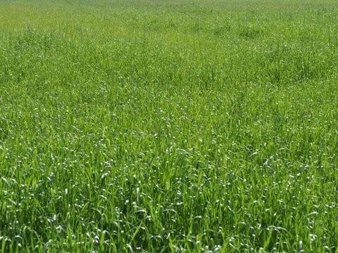 terreno agricolo in vendita a Carrara in zona Marina di Carrara