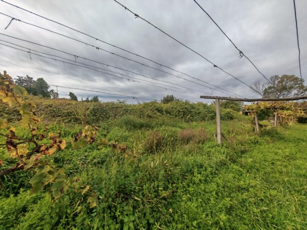 terreno agricolo in vendita a Carrara in zona Battilana