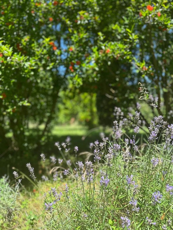 terreno agricolo in vendita a Fivizzano