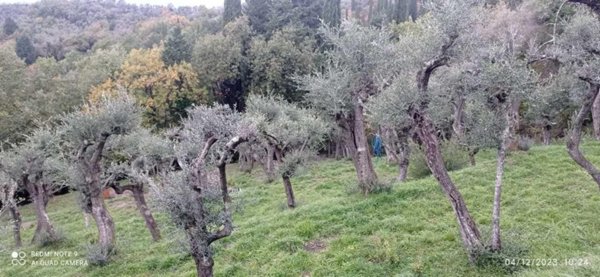 terreno agricolo in vendita a Fosdinovo