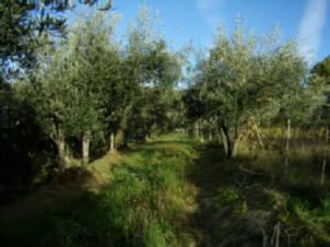 appartamento in vendita a Fosdinovo