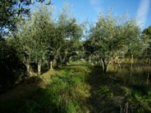 terreno agricolo in vendita a Fosdinovo