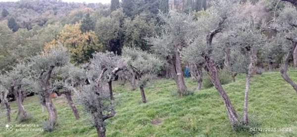 terreno agricolo in vendita a Fosdinovo