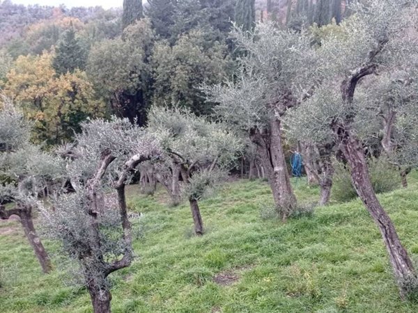 terreno agricolo in vendita a Fosdinovo