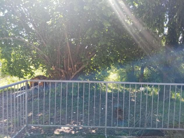 casa indipendente in vendita a Licciana Nardi in zona Monti