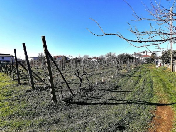 terreno agricolo in vendita a Massa