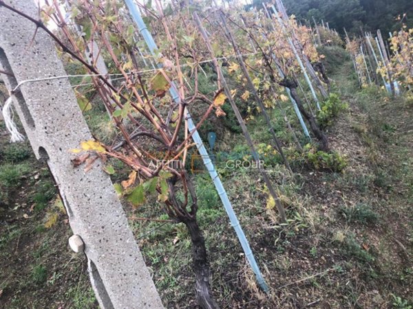 terreno agricolo in vendita a Massa in zona Candia