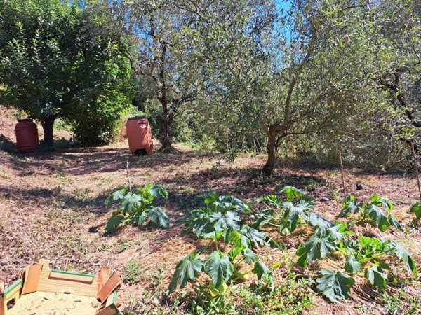 appartamento in vendita a Massa in zona Mirteto
