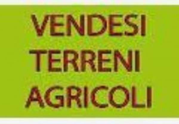 terreno agricolo in vendita a Massa in zona Marina dei Ronchi