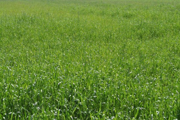 terreno agricolo in vendita a Massa in zona Marina di Massa