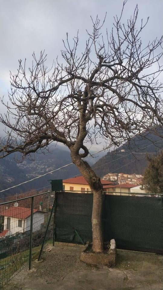 appartamento in vendita a Massa in zona Pariana