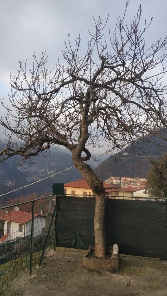 appartamento in vendita a Massa in zona Altagnana