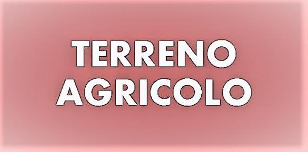 terreno agricolo in vendita a Massa in zona Marina dei Ronchi