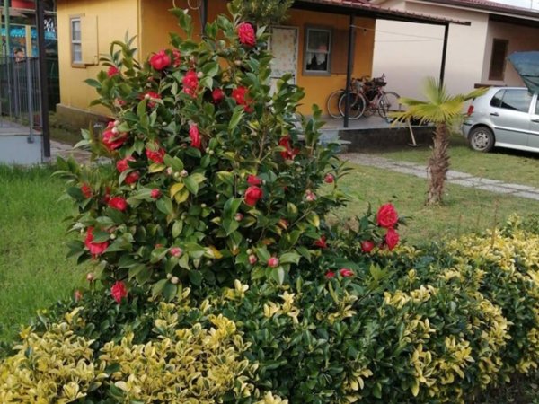 casa indipendente in vendita a Massa in zona Castagnola