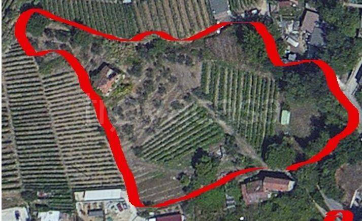 terreno agricolo in vendita a Massa in zona Romagnano