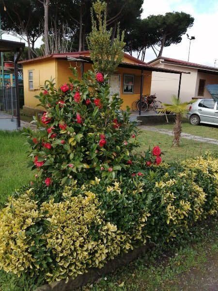 casa indipendente in vendita a Massa in zona Marina di Massa