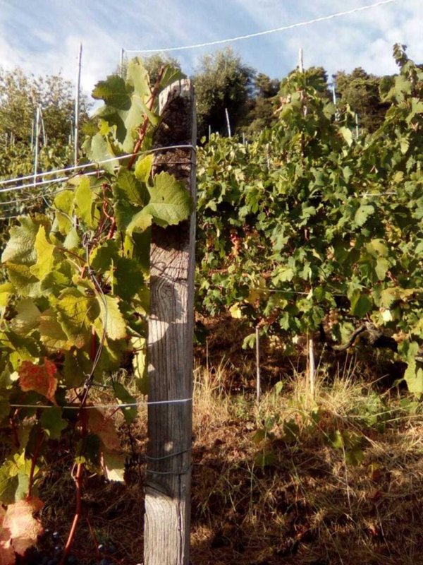 terreno agricolo in vendita a Massa in zona Candia
