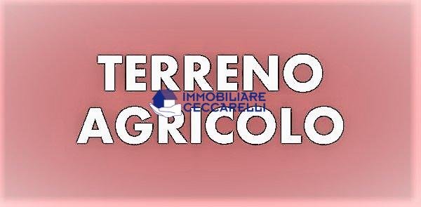 terreno agricolo in vendita a Massa in zona Marina dei Ronchi
